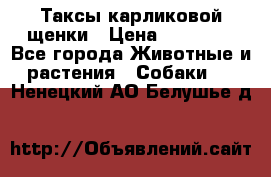 Таксы карликовой щенки › Цена ­ 20 000 - Все города Животные и растения » Собаки   . Ненецкий АО,Белушье д.